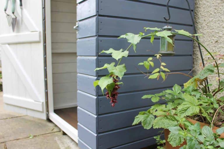 Thorndown-Hartlake-Blue-with-Whey-White-interior-Wood-Paint-on-shed