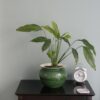Thorndown-Goddess-Green-Wall-Paint_sq